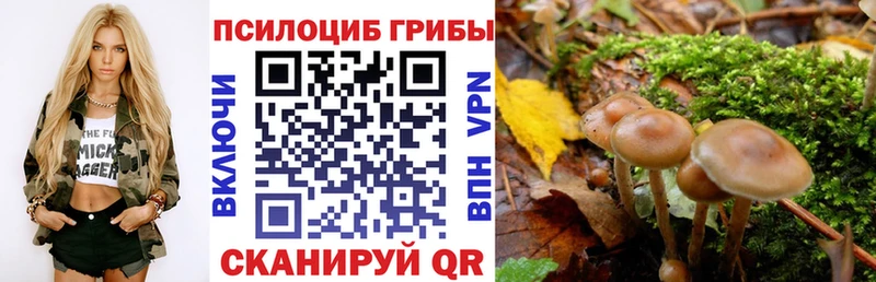 Галлюциногенные грибы Psilocybine cubensis  купить   Гусь-Хрустальный 
